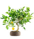 Citrus Kumquat bonsai 12 anni