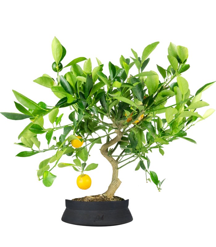 Citrus Kumquat bonsai 12 anni