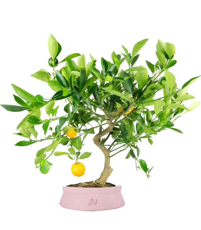 Citrus Kumquat bonsai 12 anni