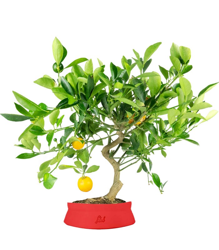 Citrus Kumquat bonsai 12 anni