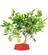 Citrus Kumquat bonsai 12 anni