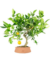 Citrus Kumquat bonsai 12 anni