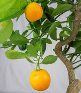 Citrus Kumquat bonsai 12 anni