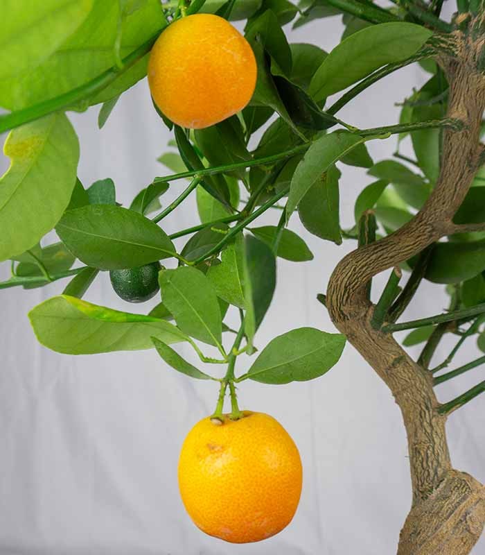 Citrus Kumquat bonsai 12 anni