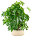 Liquidambar formosana | Bonsai 10 anni