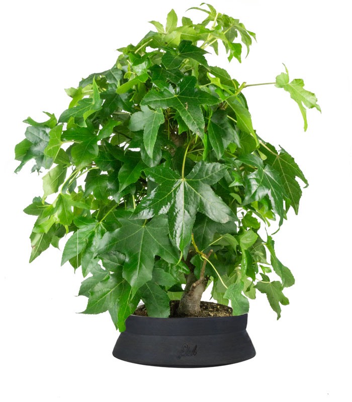 Liquidambar formosana | Bonsai 10 anni