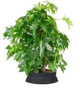 Liquidambar formosana | Bonsai 10 anni