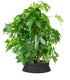 Liquidambar formosana | Bonsai 10 anni