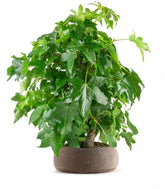 Liquidambar formosana | Bonsai 10 anni