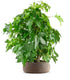 Liquidambar formosana | Bonsai 10 anni