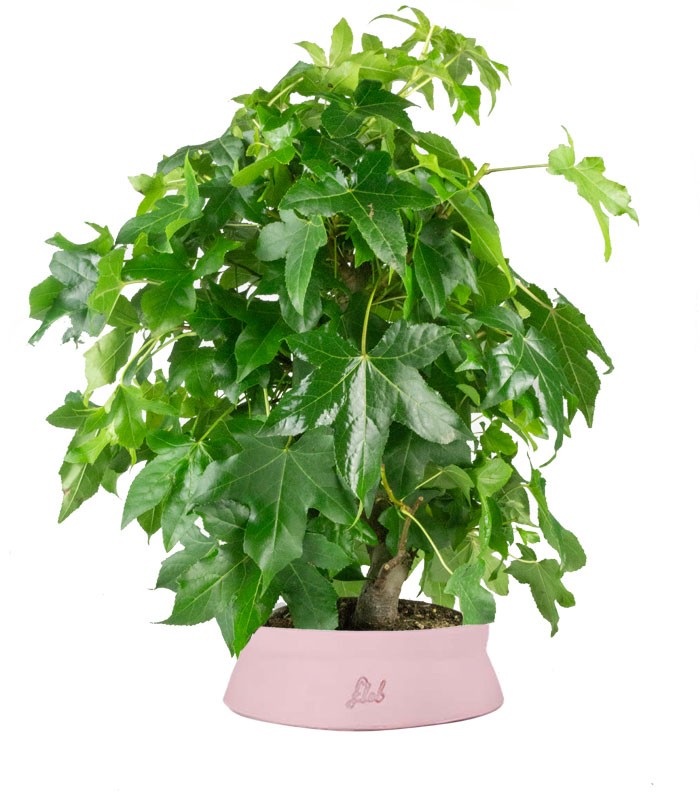 Liquidambar formosana | Bonsai 10 anni