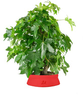 Liquidambar formosana | Bonsai 10 anni