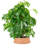 Liquidambar formosana | Bonsai 10 anni