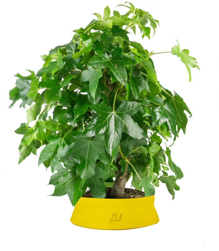 Liquidambar formosana | Bonsai 10 anni
