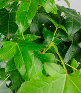 Liquidambar formosana | Bonsai 10 anni