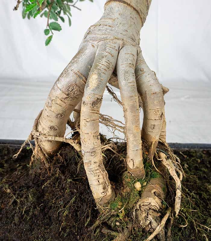 Zelkova bonsai esemplare | 19 anni