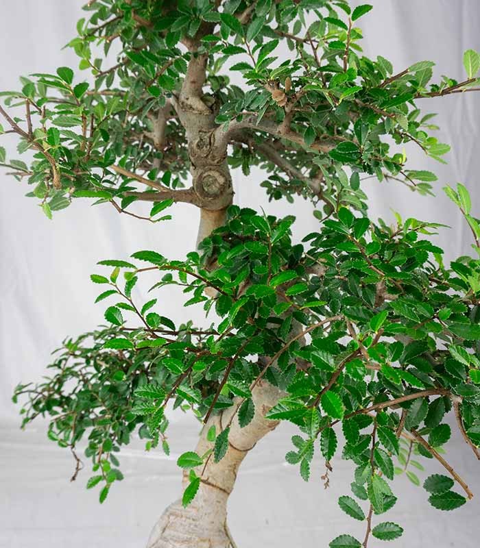 Zelkova bonsai esemplare | 19 anni