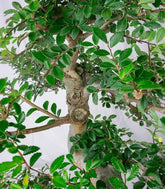 Zelkova bonsai esemplare | 19 anni