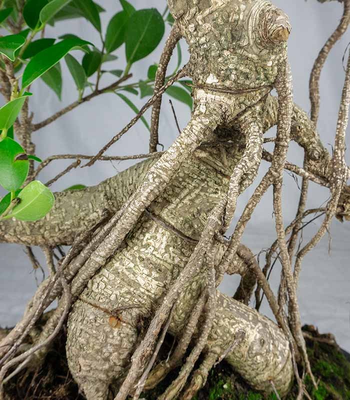 Ficus retusa 19 anni esemplare