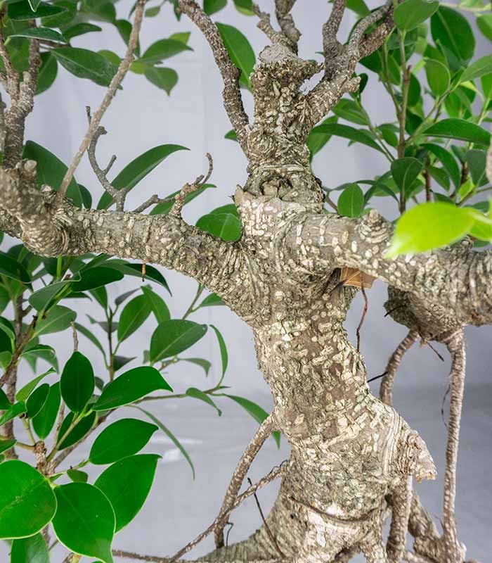 Ficus retusa 19 anni esemplare