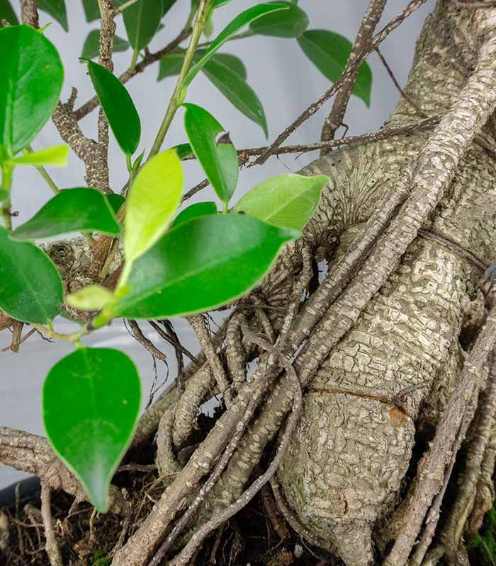 Ficus retusa 19 anni esemplare