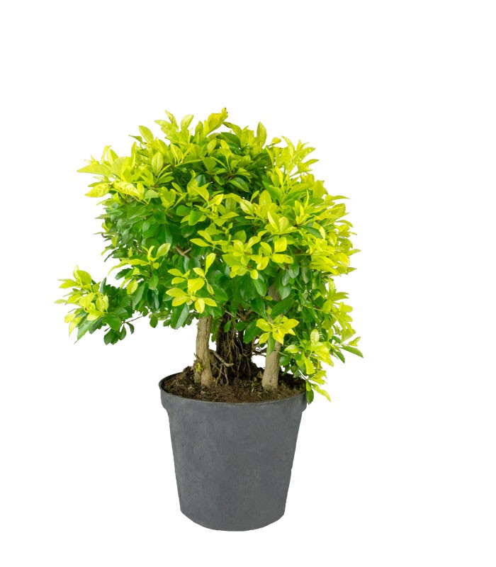 Duranta repens | Esemplare 15 anni