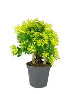 Duranta repens | Esemplare 15 anni