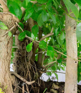 Duranta repens | Esemplare 15 anni