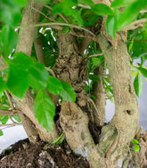 Duranta repens | Esemplare 15 anni