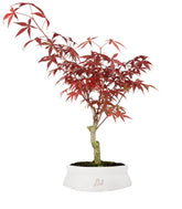 Acero Rosso XL