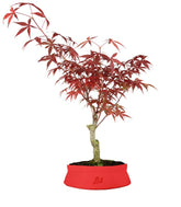 Acero Rosso XL