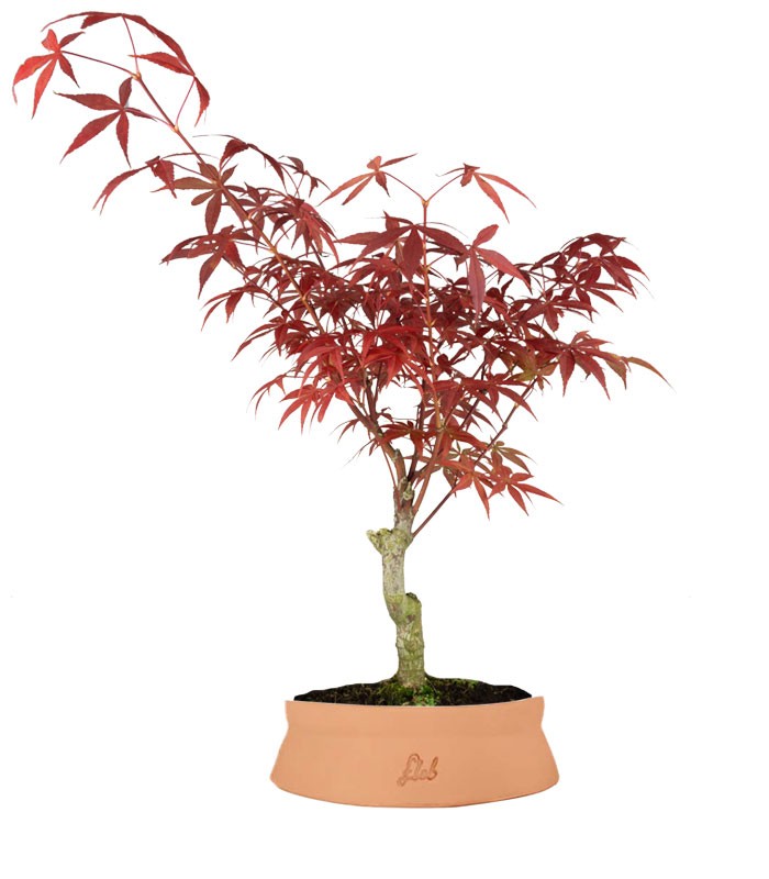 Acero Rosso XL