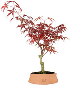 Acero Rosso XL