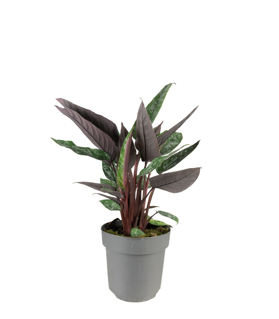 Apoballis acuminatissima