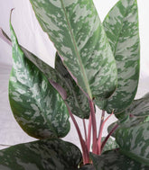 Apoballis acuminatissima