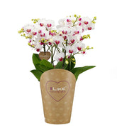 Orchidea - Phalaenopsis Duetto