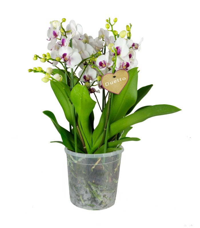 Orchidea - Phalaenopsis Duetto