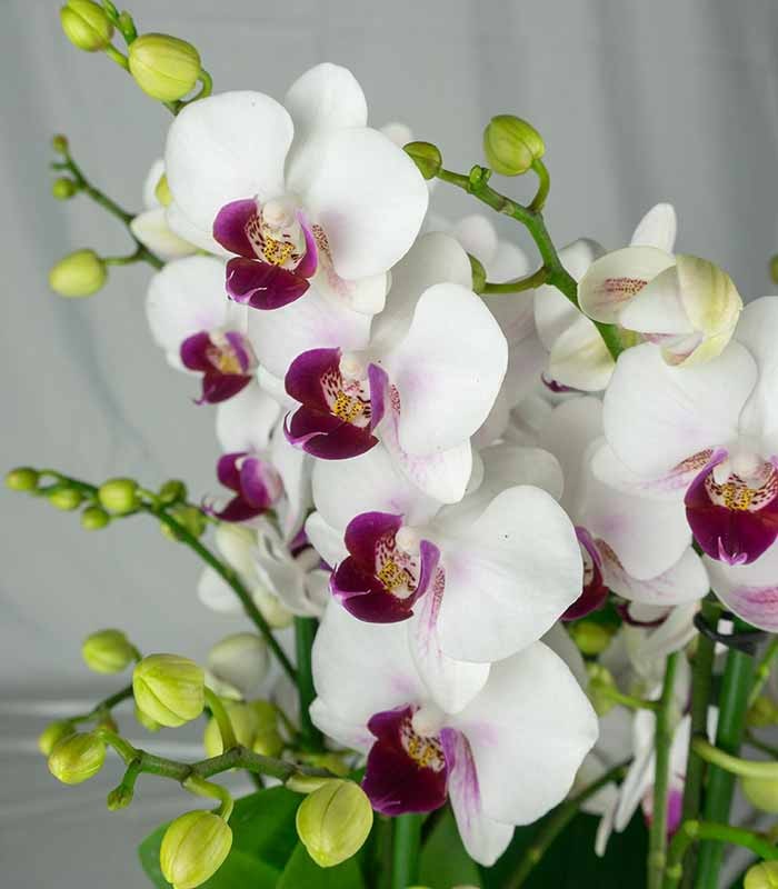 Orchidea - Phalaenopsis Duetto