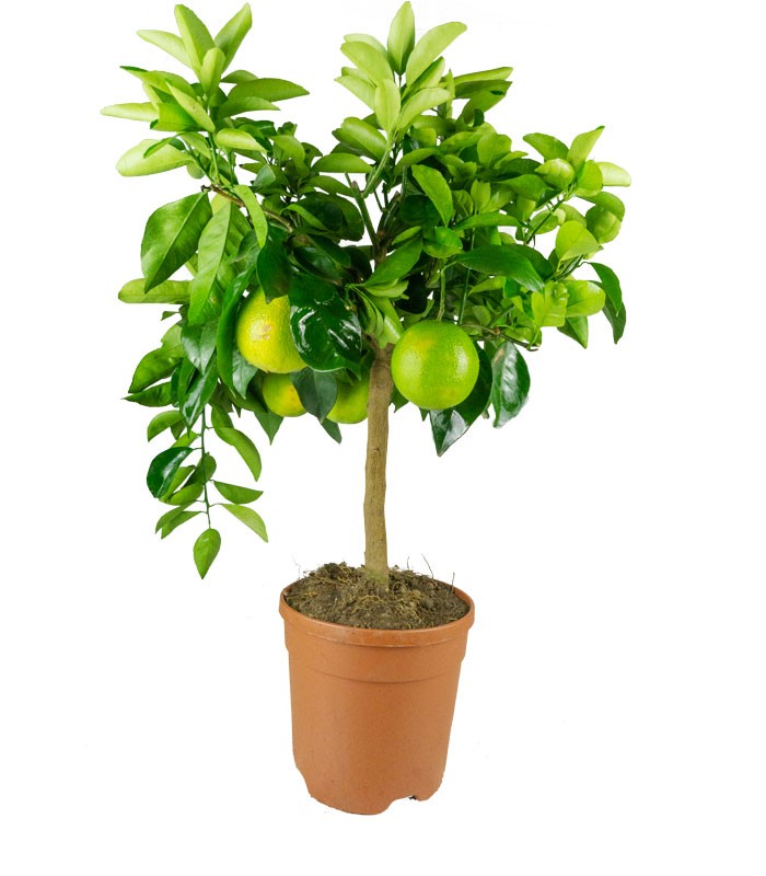 Pianta di Arancio