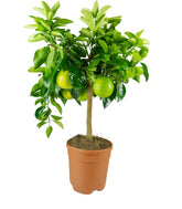 Pianta di Arancio