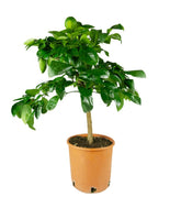 Pianta di Bergamotto