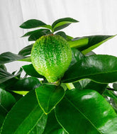 Pianta di Bergamotto