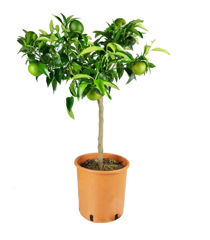 Pianta di Clementino
