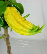 Mano di Budda