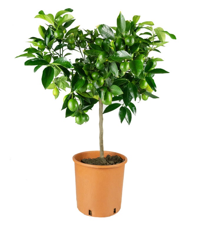 Pianta di Limequat