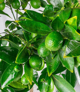 Pianta di Limequat