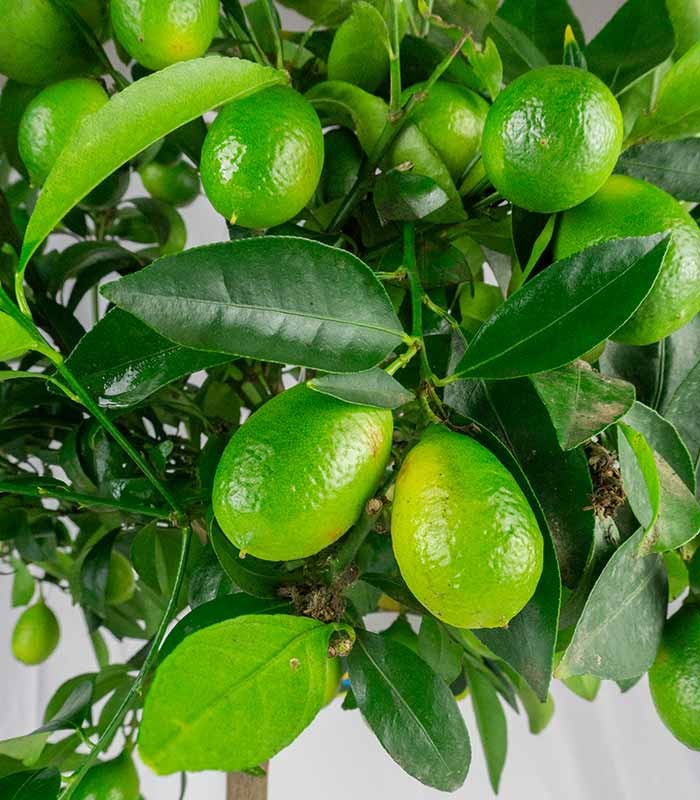 Pianta di Limequat