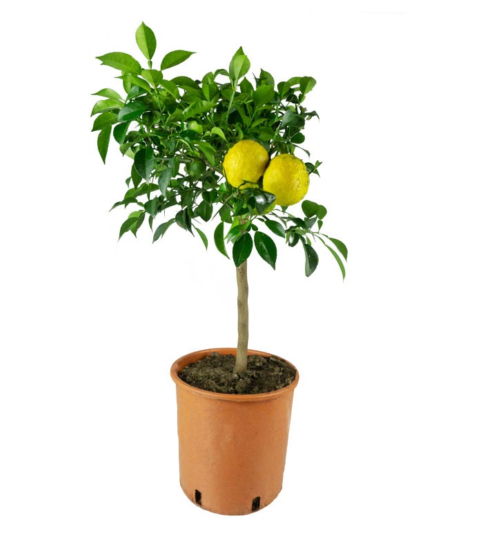 Yuzu