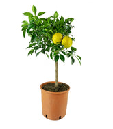 Yuzu