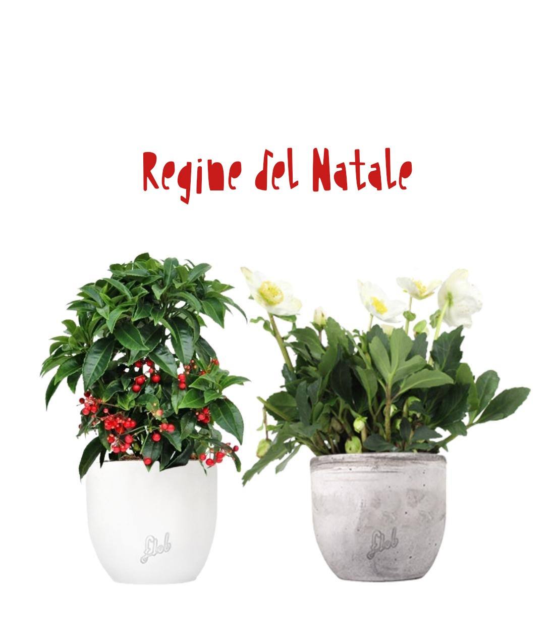 Regine del Natale | Ardisia + Helleborus con vaso incluso